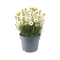 Rhodanthemum hosmariense 'Zagora Yellow' | Marokkaanse margriet | 15 cm hoog | In 12 cm pot | Gele bloemen