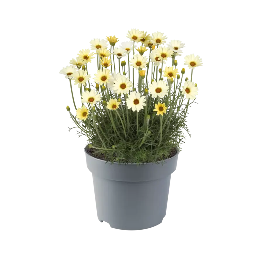 Rhodanthemum hosmariense 'Zagora Yellow' | Marokkaanse margriet | 15 cm hoog | In 12 cm pot | Gele bloemen