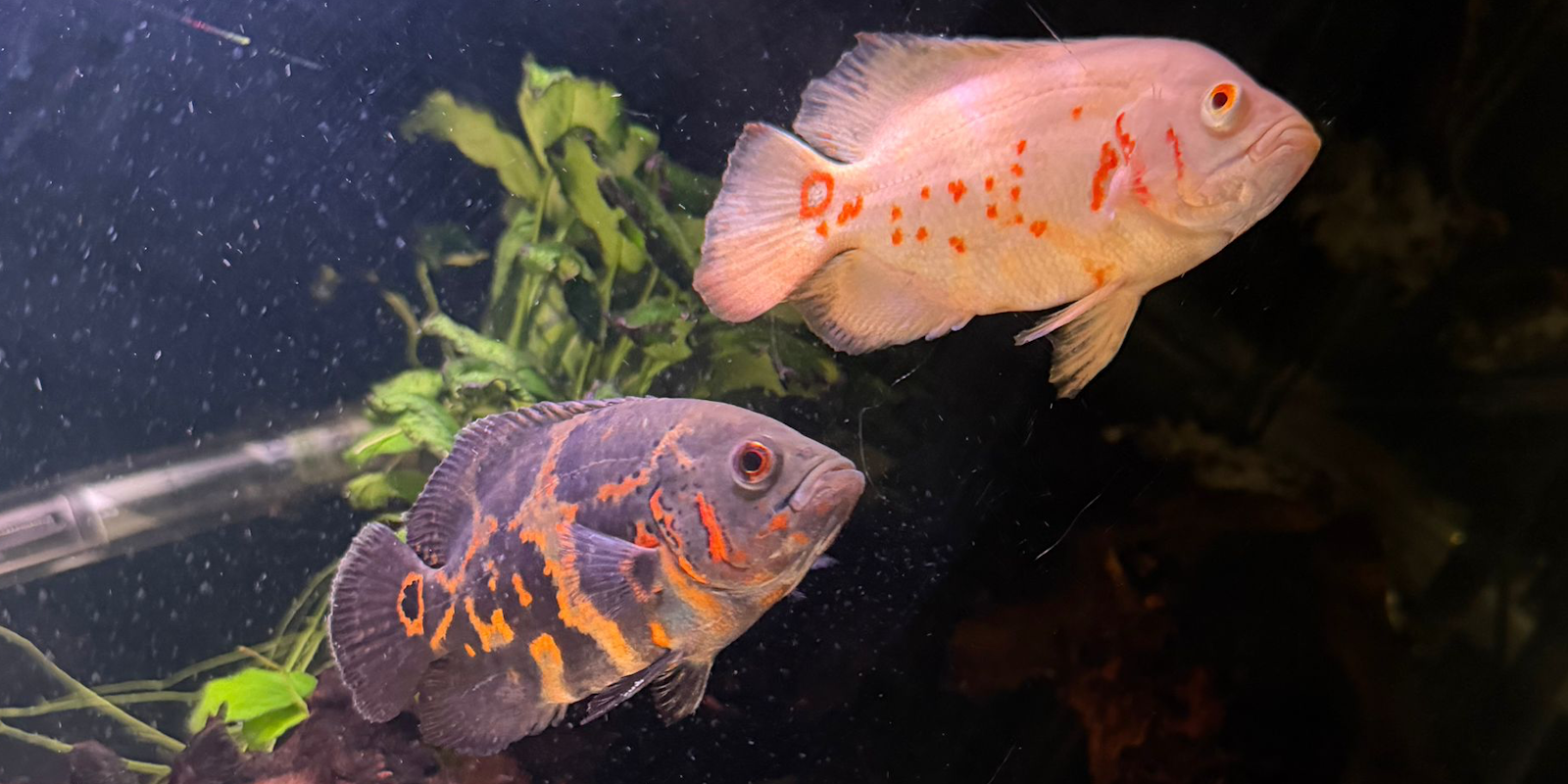 Oscar vis houden? | Alles over de Pauwoogcichlide