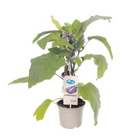 Aubergine plant (Solanum melongena) | 60 cm hoog | In 15 cm pot | Voor kas, moestuin en zonnig balkon