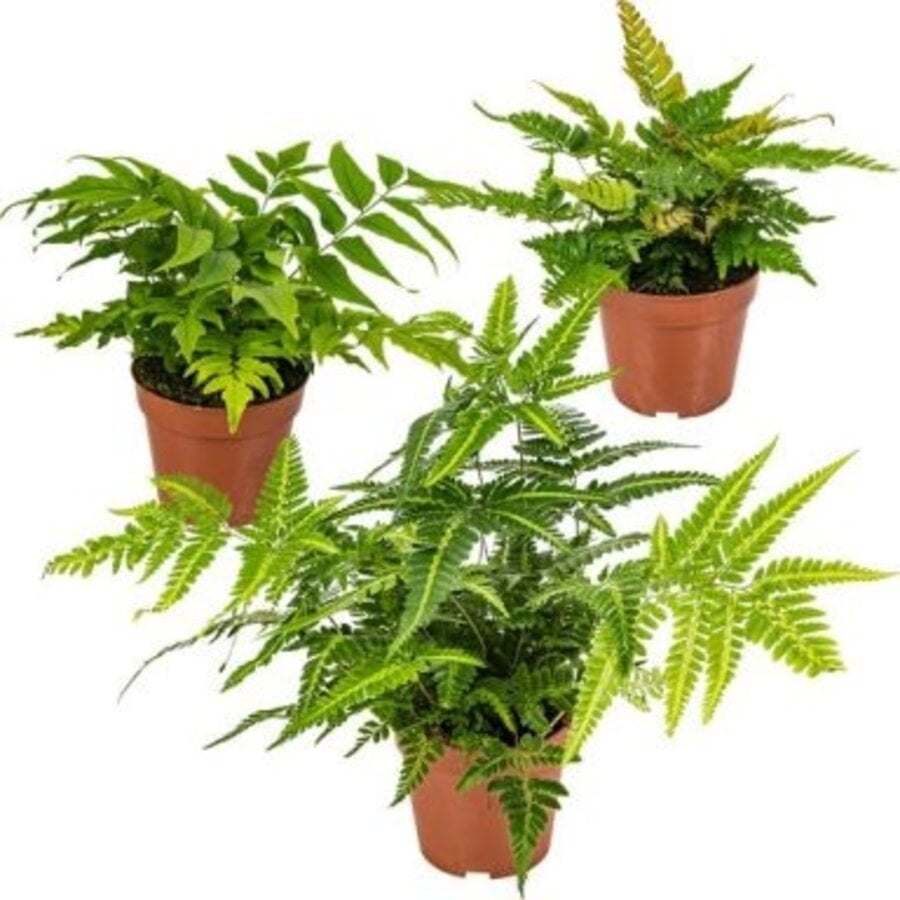 Buiten Varens gemengd (diverse soorten) | 10 cm pot | ca. 15–25 cm hoog | ideaal voor schaduw en halfschaduw | per stuk