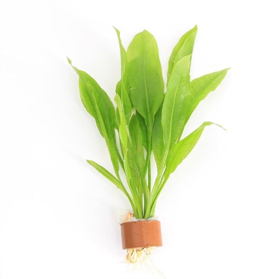 Echinodorus Paniculatus | Amazone Zwaardplant | in Terracotta Ring