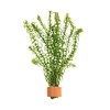Elodea canadensis | Brede Waterpest | In Terracotta Ring