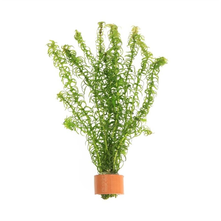 Elodea canadensis | Brede Waterpest | In Terracotta Ring