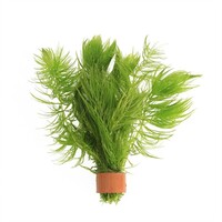Ceratophyllum demersum | Ongedoornd Hoornblad | In Terracotta Ring