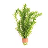 Elodea Densa | Waterpest | In Terracotta Ring