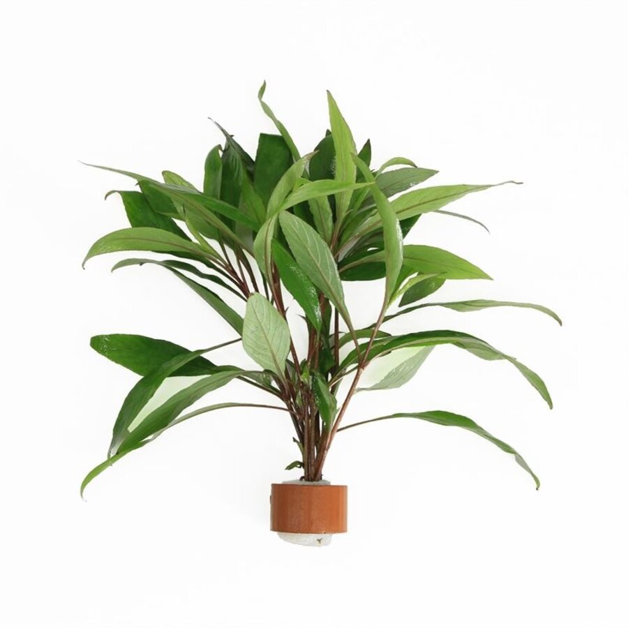 Hygrophila Angustifolia Rubra | Rode Slanke Waternavel | in Terracotta Ring