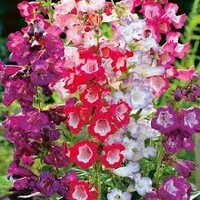 Penstemon hartwegii 'Tubular Bells' | 20 cm hoog | In 11 cm pot | Roodbloeiende vaste plant voor border en pot