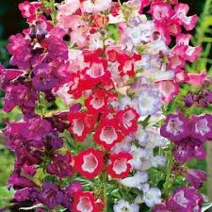 Penstemon hartwegii 'Tubular Bells' | 20 cm hoog | In 11 cm pot | Roodbloeiende vaste plant voor border en pot