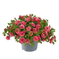 Calibrachoa mini double Evol oranje | rood (dubbelbloemig) | In 10 cm pot | Rijkbloeiende mini petunia voor pot en hanging basket