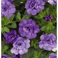 Calibrachoa paars dubbelbloemig | Rijkbloeiende minipetunia voor pot, bak en hanging basket | 13 cm pot | 10–15 cm hoog