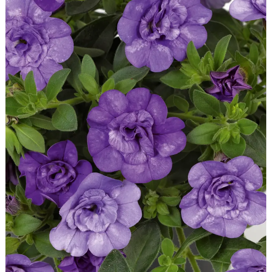 Calibrachoa paars dubbelbloemig | Rijkbloeiende minipetunia voor pot, bak en hanging basket | 13 cm pot | 10–15 cm hoog