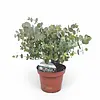 Eucalyptus Cinerea Silver Dollar | 35 cm hoog | 15 cm pot