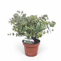 Eucalyptus cinerea ‘Silver Dollar’ | zilverblad eucalyptus | 35 cm hoog bij levering | In 15 cm pot | Voor tuin, balkon en terras
