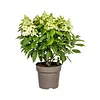 Hydrangea paniculata | Pluimhortensia | 60 cm hoog | 17 cm pot