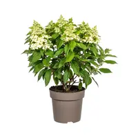 Hydrangea paniculata (pluimhortensia) | Ca. 60 cm hoog bij levering | In 17 cm pot | Licht roze bloempluimen voor tuin en terras