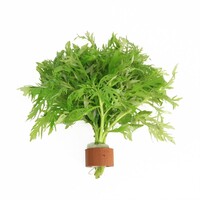 Hygrophila Difformis | Vaantjesplant | in Terracotta Ring