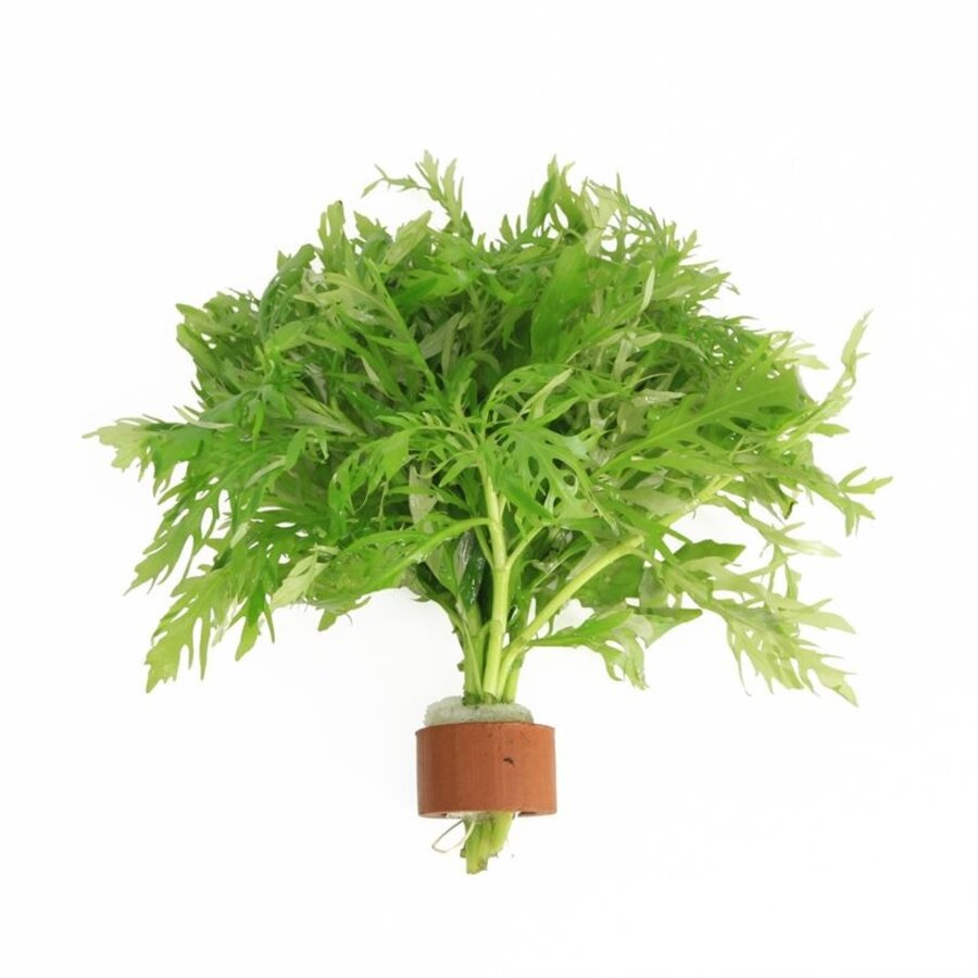 Hygrophila Difformis | Vaantjesplant | in Terracotta Ring