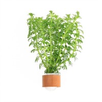 Limnophila Sessiliflora | Dwerg Ambulia | In Terracotta ring