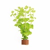 Lysimachia Aurea | Penningkruid | In Terracotta Ring