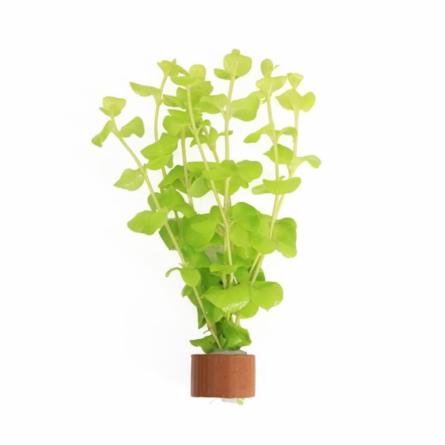 Lysimachia Aurea | Penningkruid | In Terracotta Ring