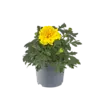 Tagetes | Afrikaantje geel | 9 cm pot | ca. 10 cm hoog