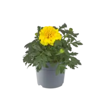 Tagetes (Afrikaantje) geel | ca. 10 cm hoog bij levering | In 9 cm pot | Rijkbloeiende eenjarige voor border en pot