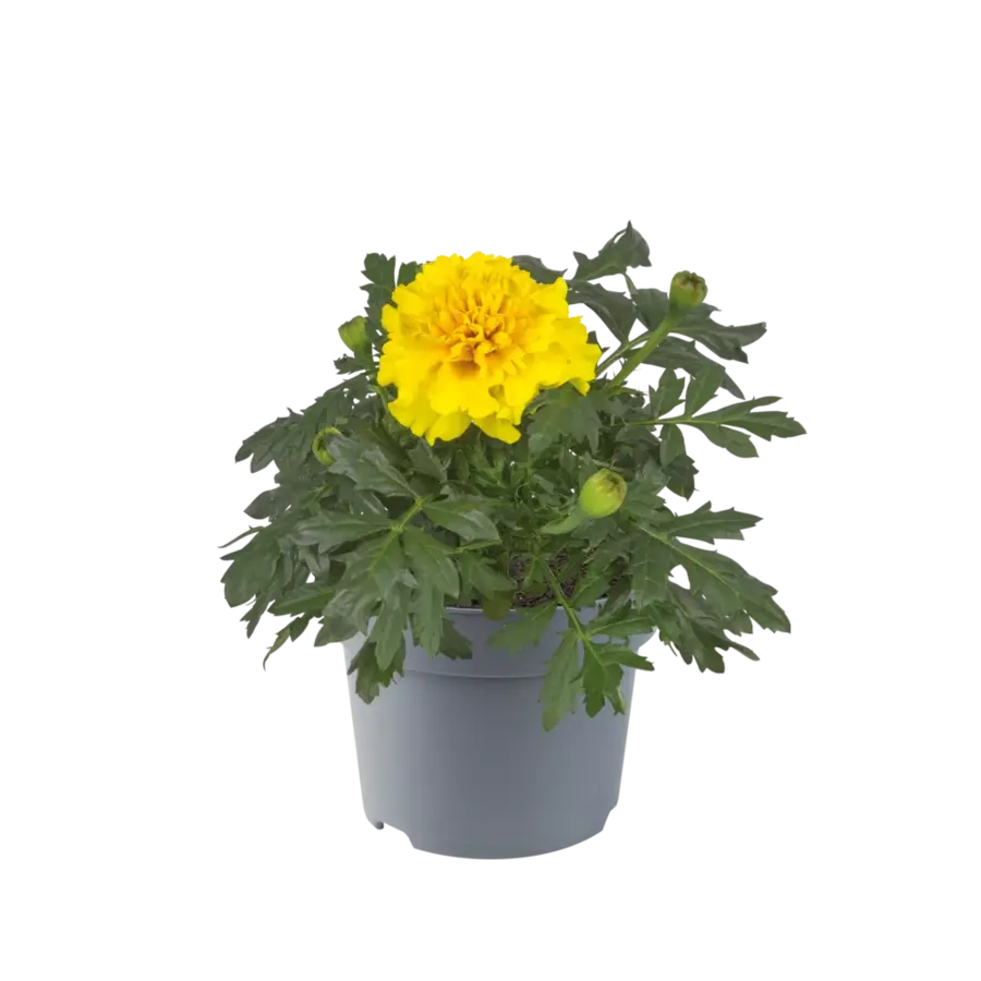 Tagetes (Afrikaantje) geel | ca. 10 cm hoog bij levering | In 9 cm pot | Rijkbloeiende eenjarige voor border en pot