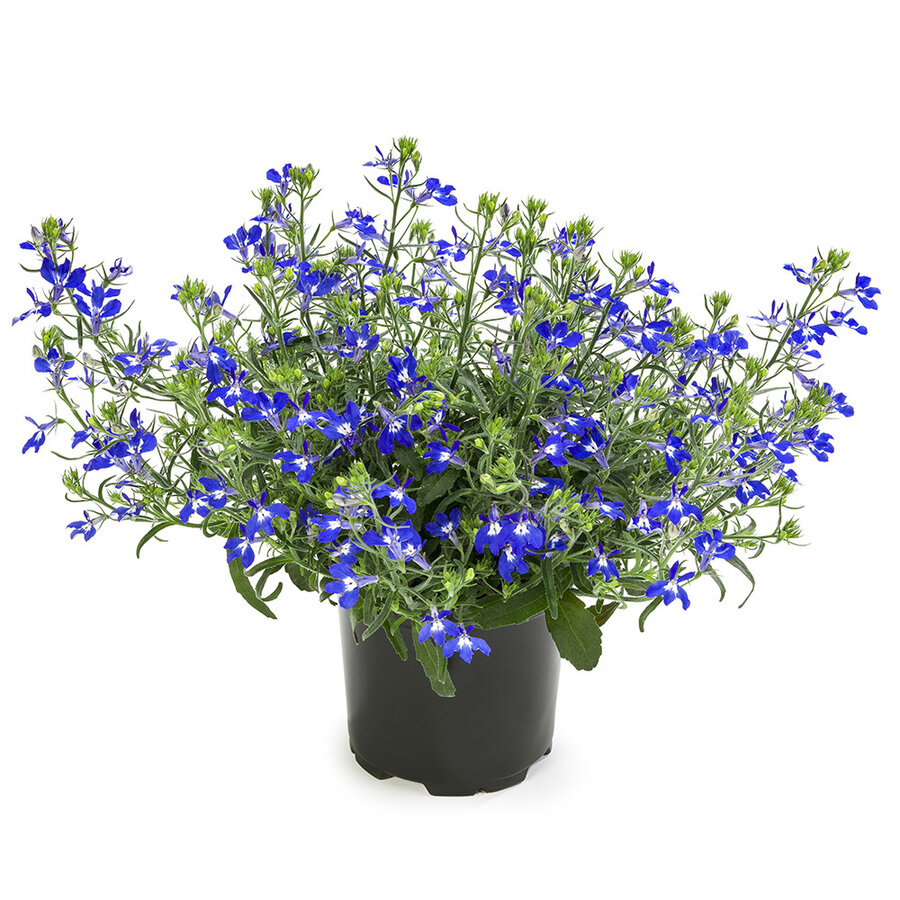 Lobelia erinus 'Hot Blue' | intensblauw bloeiertje voor balkonbak en hanging basket | 10 cm pot | ca. 10 cm hoog