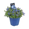 Parelkruid | Lithodora diffusa ‘Heavenly Blue’ | 15 cm hoog | 10 cm pot