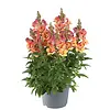 Antirrhinum majus | Leeuwenbekje gemengde kleuren | 13 cm pot | 15–25 cm hoog