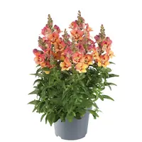 Antirrhinum majus (Leeuwenbekje) | gemengde kleuren | 15–25 cm hoog bij levering | In 13 cm pot | Rijke bloeier voor tuin, balkon en terras