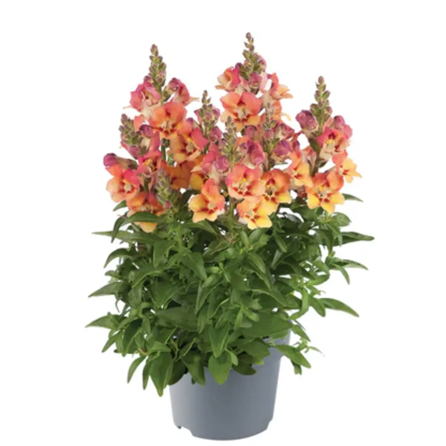Antirrhinum majus (Leeuwenbekje) | gemengde kleuren | 15–25 cm hoog bij levering | In 13 cm pot | Rijke bloeier voor tuin, balkon en terras