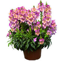 Antirrhinum majus (Leeuwenbekje) | gemengde kleuren | 15–25 cm hoog bij levering | In 13 cm pot | Rijke bloeier voor tuin, balkon en terras
