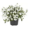 Elfenspoor | Diascia barberae 'Devotion White' | 10 cm pot | ca. 10–15 cm hoog