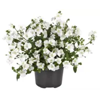 Elfenspoor (Diascia barberae) 'Devotion White' | Witte bloeier voor pot en border | 10 cm pot | ca. 10–15 cm hoog