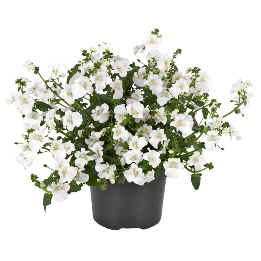Elfenspoor (Diascia barberae) 'Devotion White' | Witte bloeier voor pot en border | 10 cm pot | ca. 10–15 cm hoog