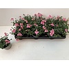 Diascia 'Ruby Field' | 10 cm pot | ca. 10–15 cm hoog