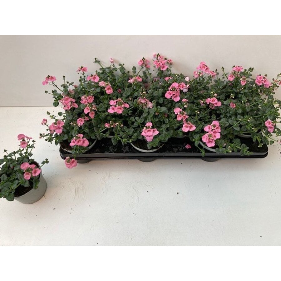 Diascia 'Ruby Field' | 10 cm pot | ca. 10–15 cm hoog | Rijkbloeiende terras en borderplant