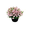 Diascia Piccadilly Appleblossom | 10 cm pot | ca. 10–15 cm hoog