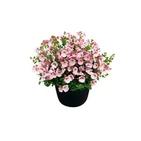 Diascia Piccadilly Appleblossom | zachtroze bloeier voor pot en hangmand | 10 cm pot | ca. 10–15 cm hoog bij levering