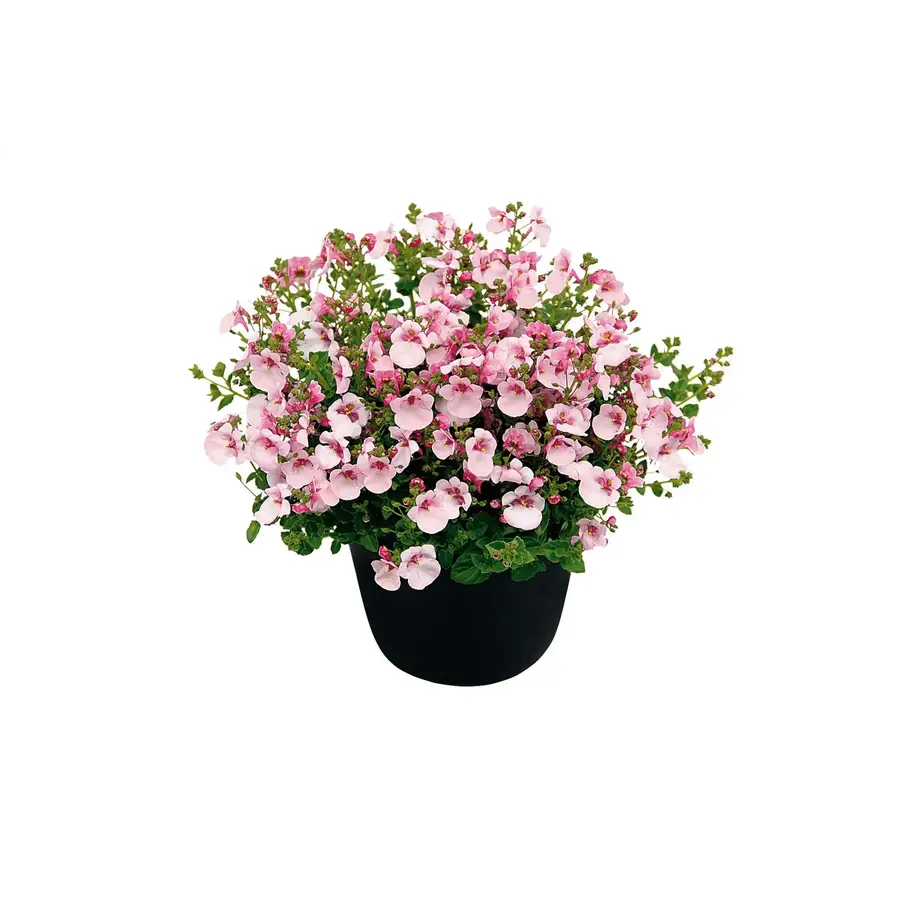 Diascia Piccadilly Appleblossom | zachtroze bloeier voor pot en hangmand | 10 cm pot | ca. 10–15 cm hoog bij levering