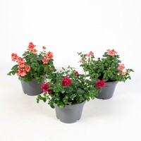 Diascia (elfenspoor) | mix kleuren (wisselend) | 10 cm pot | ca. 10–20 cm hoog bij levering | perkplant voor tuin en balkon