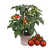 Tomaatplant Farmzy Red Love (Zalova) | 20 cm hoog | 10 cm pot