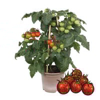 Tomaatplant Farmzy Red Love (ras: Zalova) | Cherry tomaat | 20 cm hoog | In 10 cm pot