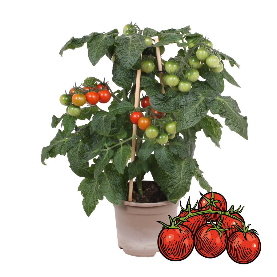 Tomaatplant Farmzy Red Love (ras: Zalova) | Cherry tomaat | 20 cm hoog | In 10 cm pot