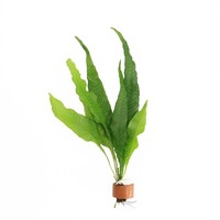 Microsorum Pteropus | Javavaren | in Terracotta Ring