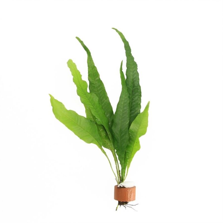 Microsorum Pteropus | Javavaren | in Terracotta Ring