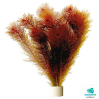 Myriophyllum Mattagrossense | Aarvederkruid | in Terracotta Ring