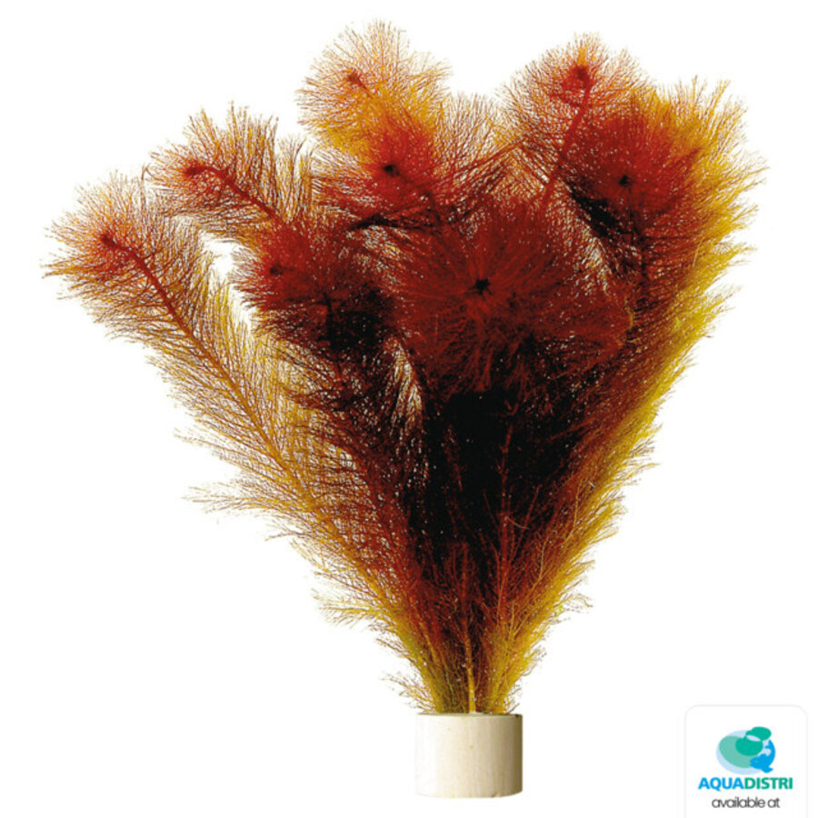 Myriophyllum Mattagrossense | Aarvederkruid | in Terracotta Ring